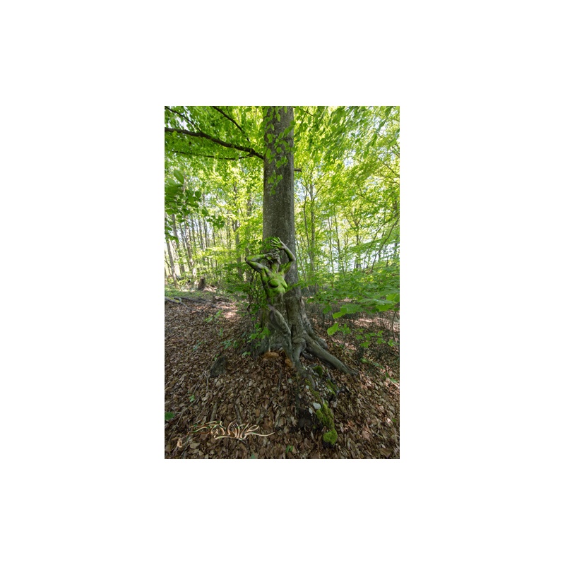 Forêt invisible